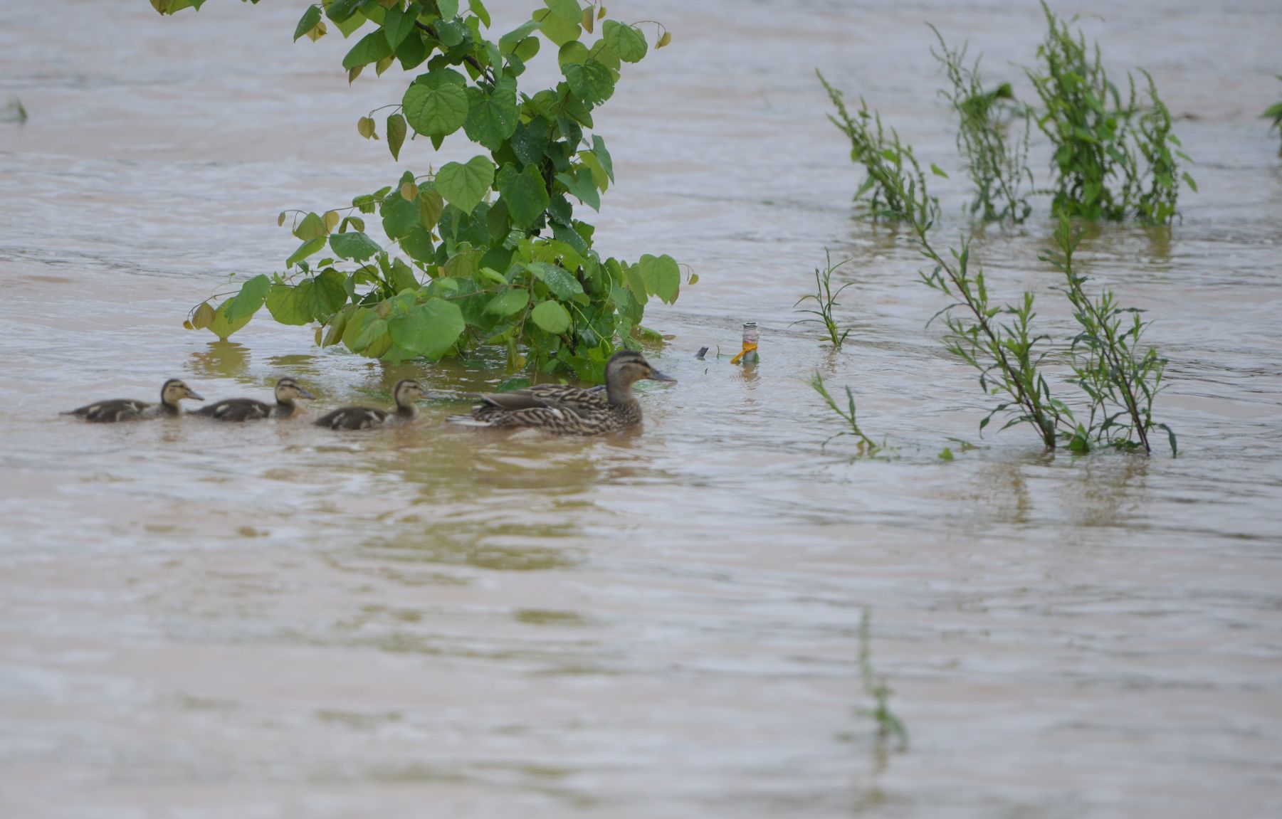Flood
